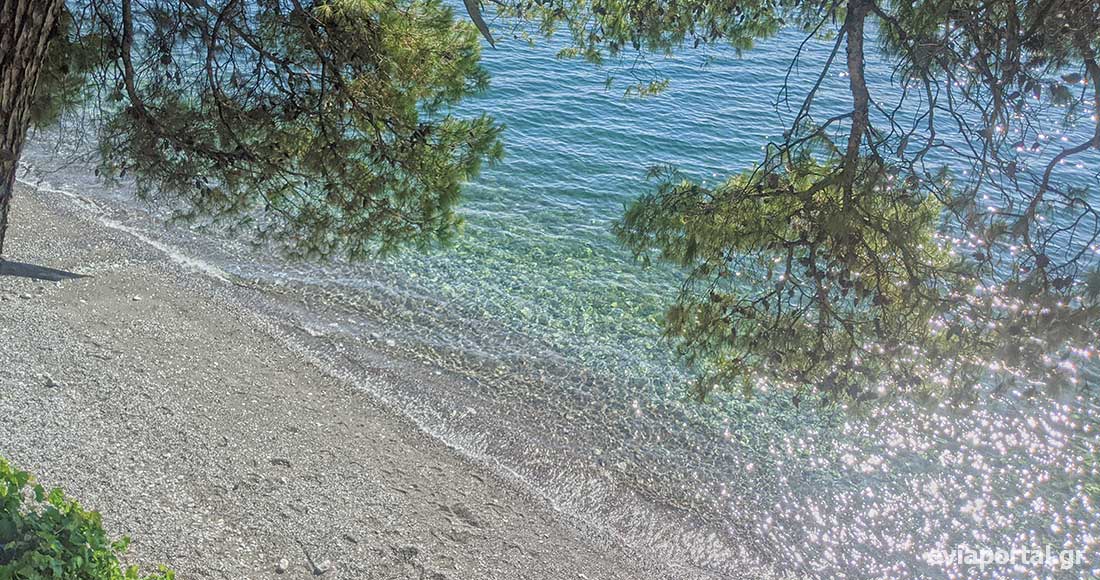 Τα πεύκα "ακουμπάνε" στη θάλασσα στη παραλία Δάφνης στην Εύβοια