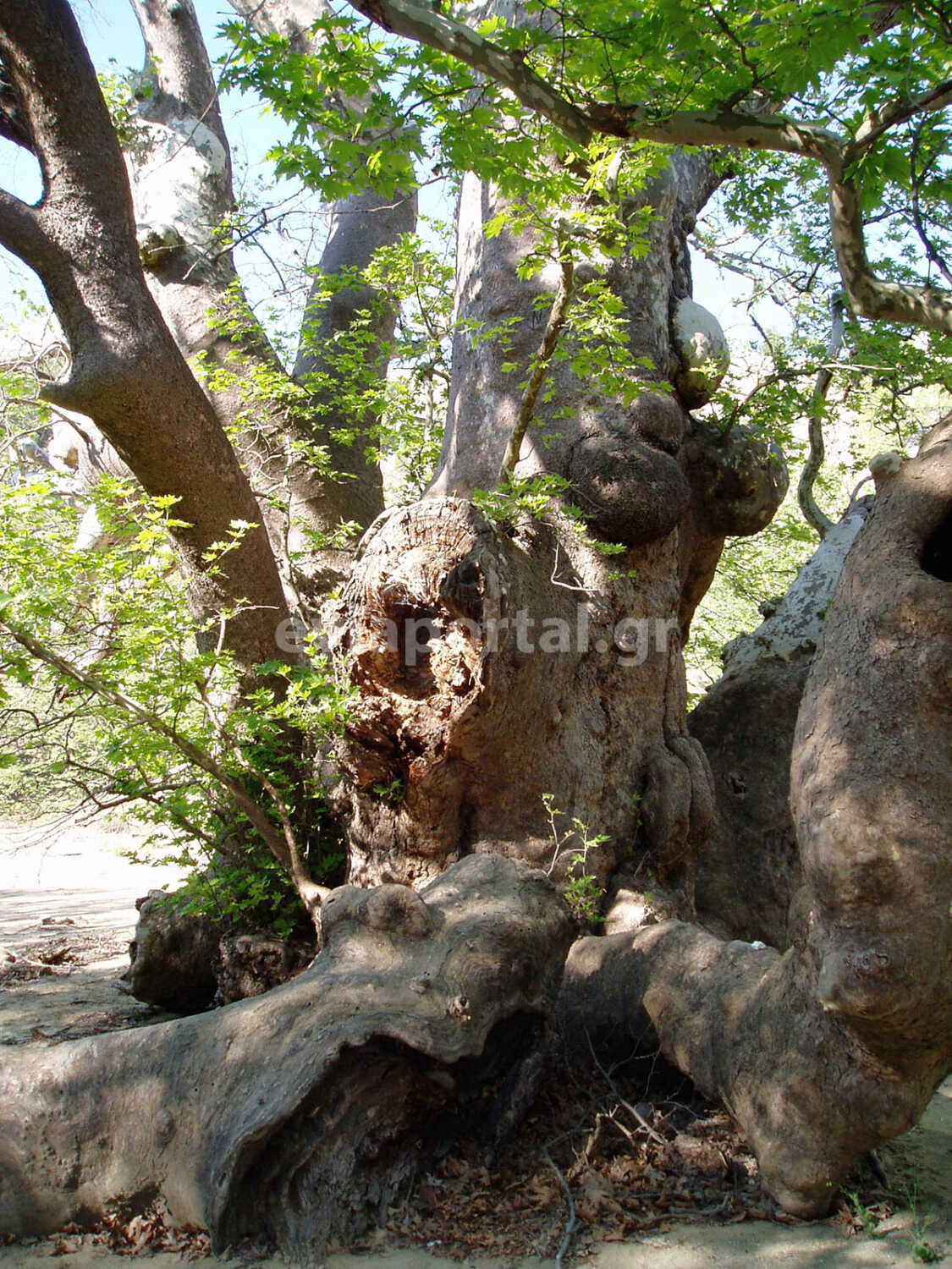 Ο υπεραιωνόβιος Μεγάλος Πλάτανος στο Προκόπι Ευβοίας