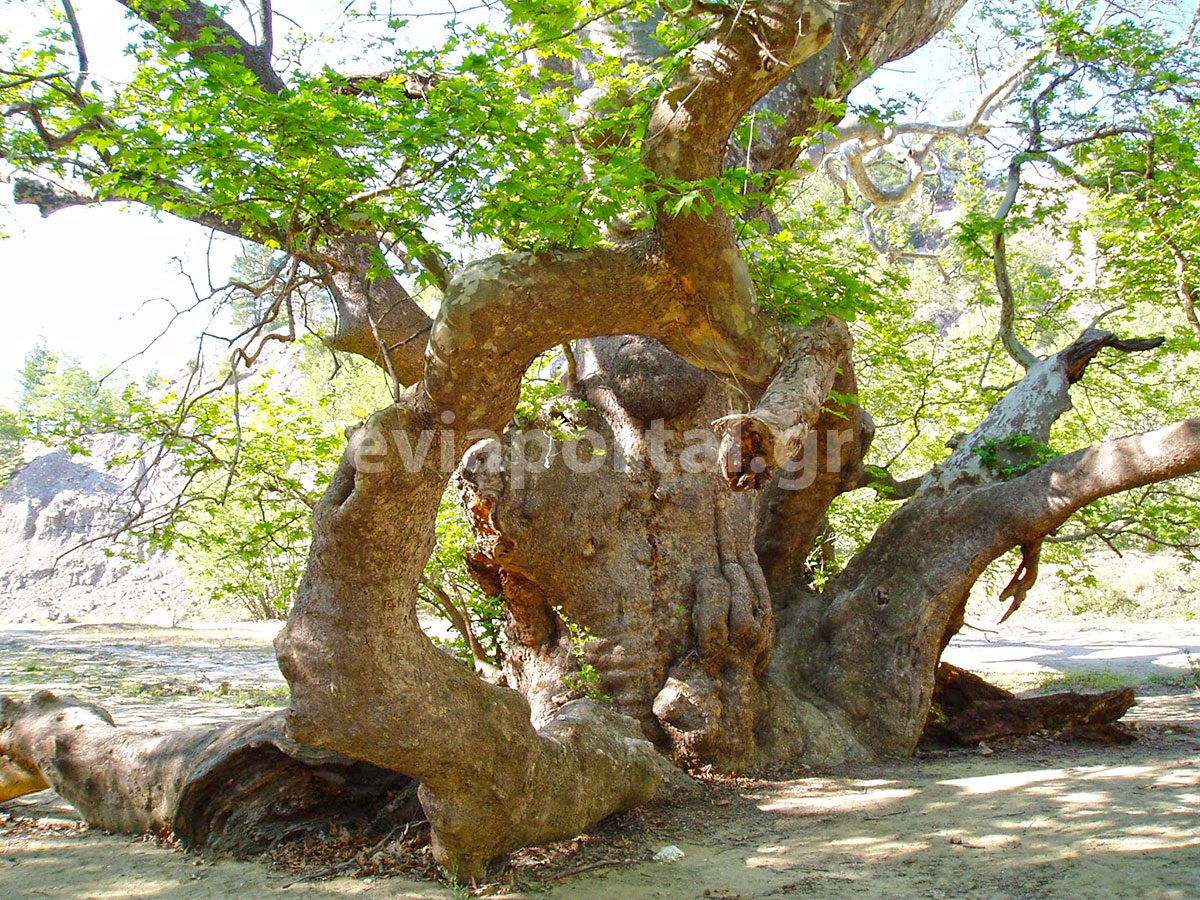 Ο υπεραιωνόβιος Μεγάλος Πλάτανος στο Προκόπι Ευβοίας