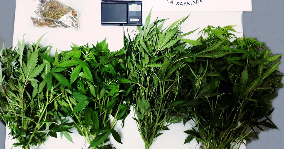 Συνελήφθη ένα άτομο στην Ιστιαία για καλλιέργεια, κατοχή & διακίνηση ναρκωτικών