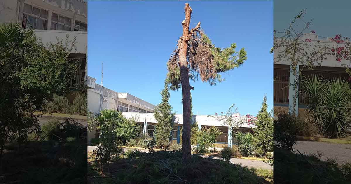 Δέντρο ΕΠΑΛ Χαλκίδας